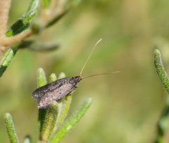 Lecithocera terrigena