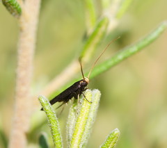 Lecithocera terrigena