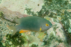 Plectroglyphidodon gascoynei