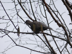 Streptopelia decaocto