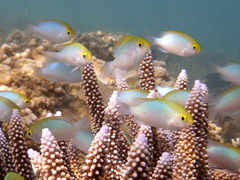 Pomacentrus aurifrons