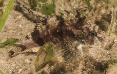 Centropogon australis