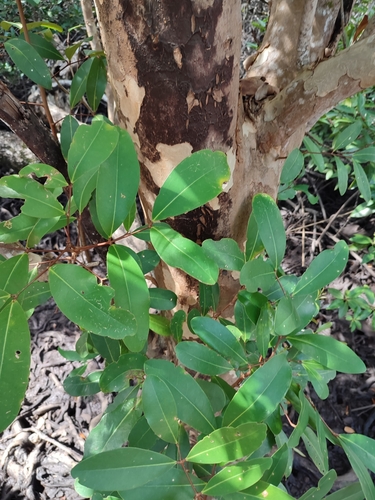 Image of Xylocarpus granatum by (c) Иван Ковтун Ivan Kovtun, some rights reserved (CC BY)