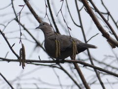 Streptopelia decaocto