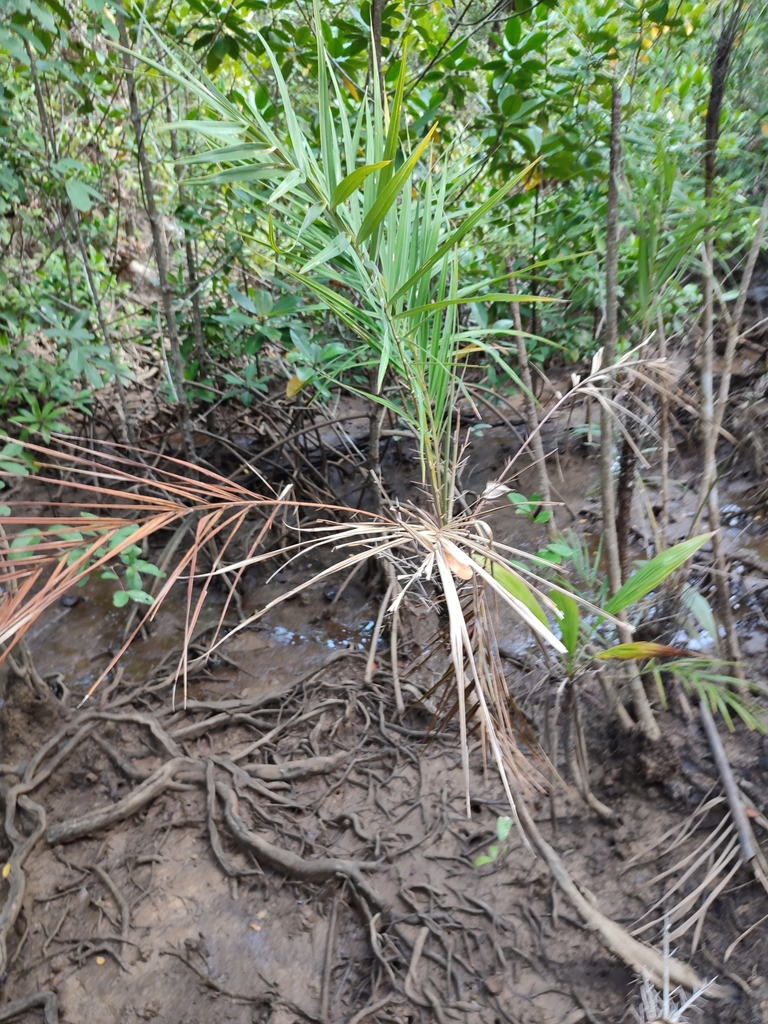 Chà là biển – Phoenix paludosa