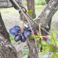 Artabotrys brachypetalus