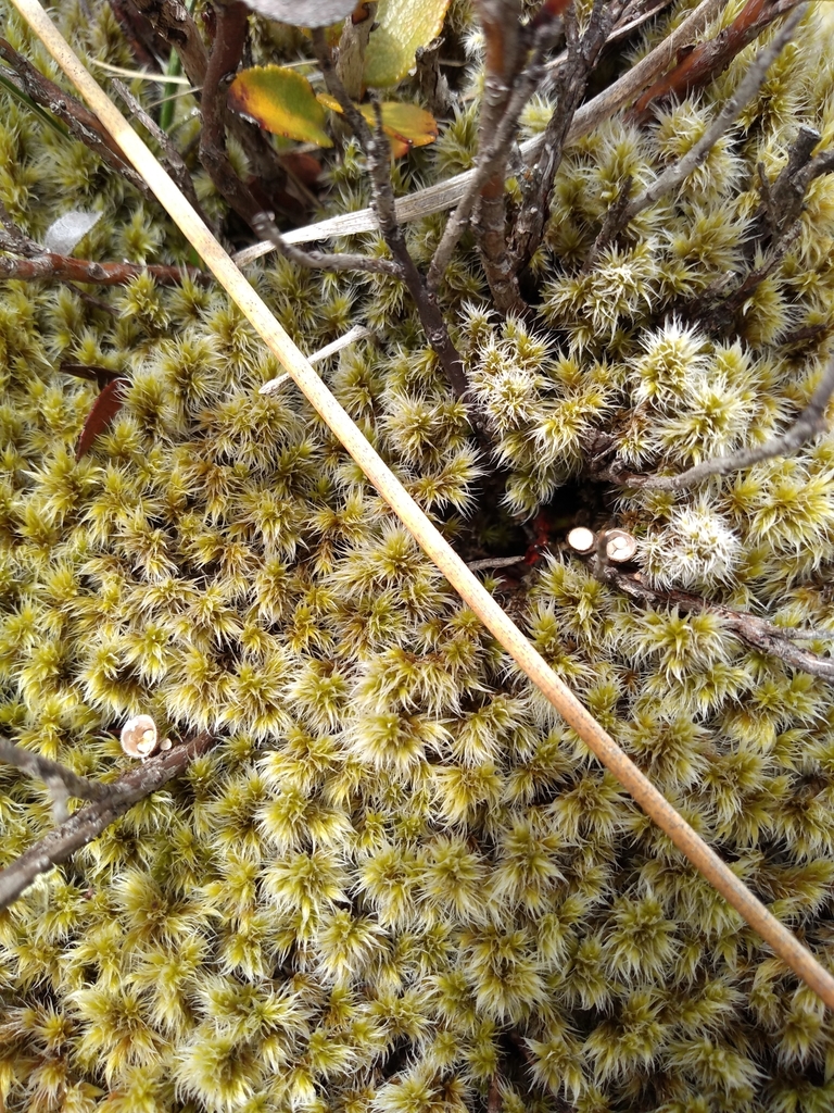 common bird's nest fungus from Geraldine 7992, New Zealand on February