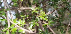 Coprosma obconica