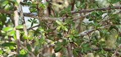 Coprosma obconica