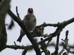 Carduelis carduelis