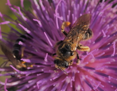 Halictus sexcinctus
