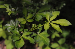 Eleutherococcus sieboldianus