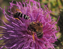 Halictus sexcinctus