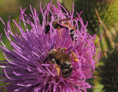 Halictus sexcinctus