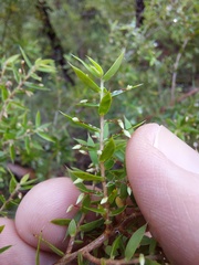 Styphelia setigera