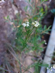 Platysace