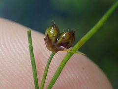Juncus pusillus