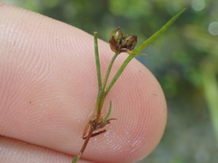 Juncus pusillus
