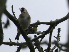 Carduelis carduelis