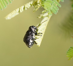 Aporocera scabrosa