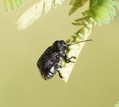 Aporocera scabrosa