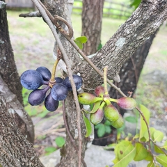 Artabotrys brachypetalus