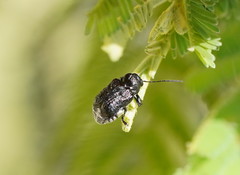 Aporocera scabrosa