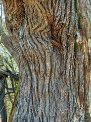 Castanea sativa