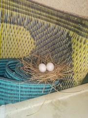 Streptopelia senegalensis