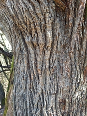 Castanea sativa