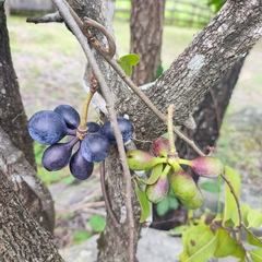 Artabotrys brachypetalus