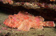 Red Rock-Cod photo 2