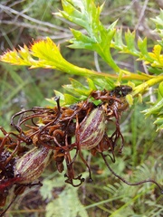 Grevillea acanthifolia