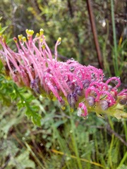 Grevillea acanthifolia