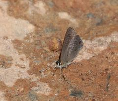 Anthene nigropunctata