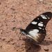 Friar Graphium - Photo (c) Nico Vromant, some rights reserved (CC BY-NC), uploaded by Nico Vromant