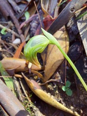Pterostylis hispidula