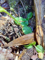 Pterostylis hispidula