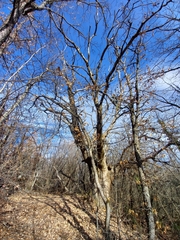 Castanea sativa