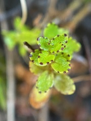 Gratiola concinna