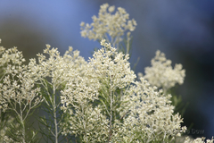 Cassinia laevis