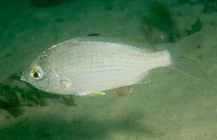 Gerres subfasciatus