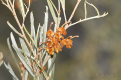 Grevillea floribunda