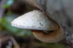 Pholiota heteroclita