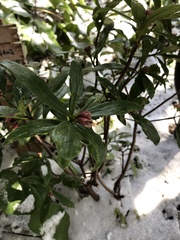 Daphne kiusiana