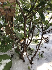Daphne kiusiana