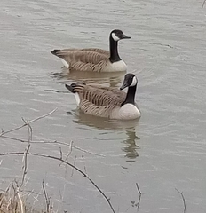 Branta canadensis