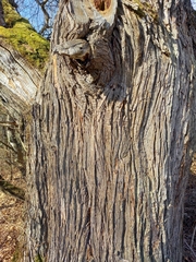 Castanea sativa