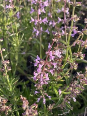 Syncolostemon canescens