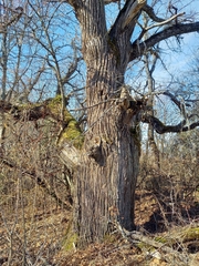 Castanea sativa
